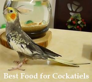 best food for cockatiels guide