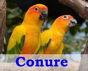types of conures birds
