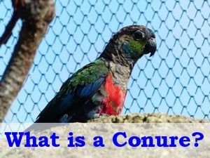 what is a conure parrot