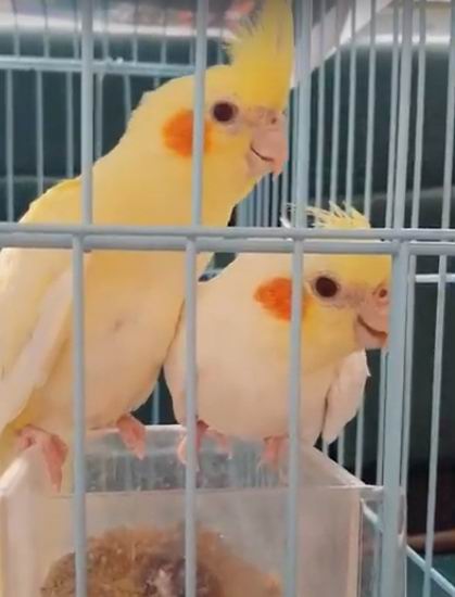 what do cockatiels eat for treats