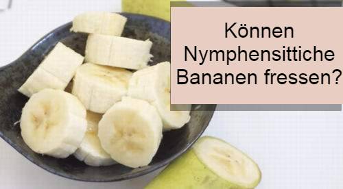 duerfen nymphensittiche bananen essen
