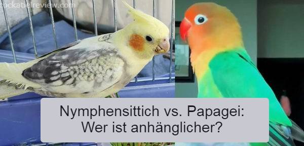 nymphensittich vs papagei