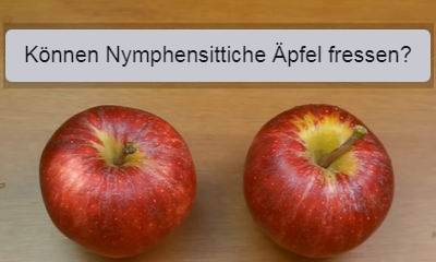 nymphensittiche aepfel essen