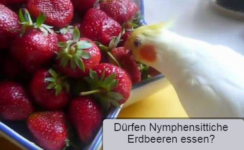 nymphensittiche erdbeeren essen