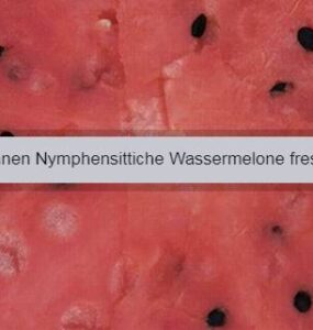 nymphensittiche wassermelone essen