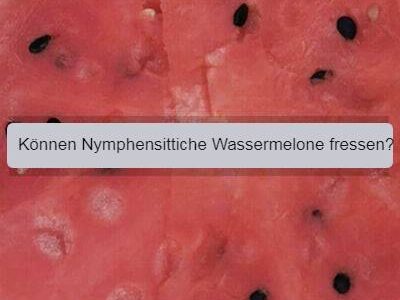 nymphensittiche wassermelone essen