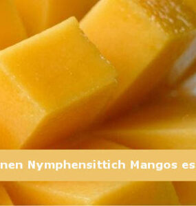 können nymphensittich mangos essen