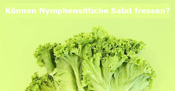können nymphensittiche salat fressen